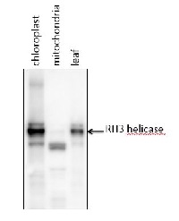 RH3 | RNA helicase (chloroplastic) in the group Antibodies Plant/Algal  / DNA/RNA/Cell Cycle / Transcription regulation at Agrisera AB (Antibodies for research) (AS13 2714)